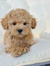 Load image into Gallery viewer, Orson Male Toy/Mini Poodle