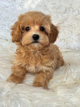 Load image into Gallery viewer, Amelia Female Toy Maltipoo
