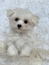 Load image into Gallery viewer, Frankie Male Tiny Toy Maltese