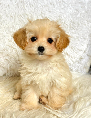 Waffles Female Toy Maltipoo