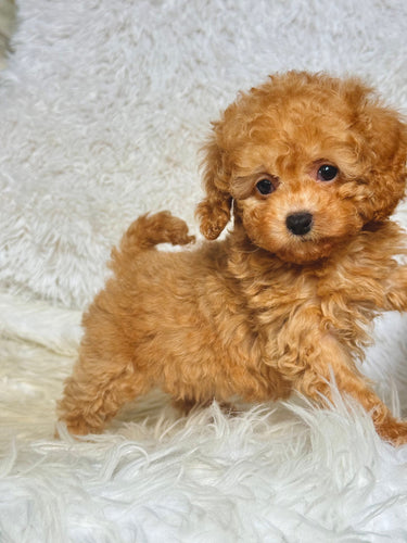 Willy Male Toy Poodle