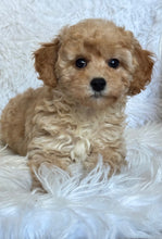Load image into Gallery viewer, Moira Female Toy/Mini Poodle