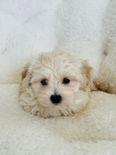 Load image into Gallery viewer, Casper Male Toy Maltipoo