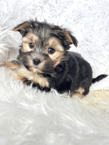 Bingo Male Toy Morkie