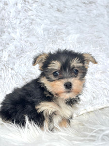 Winston Male Toy Morkie