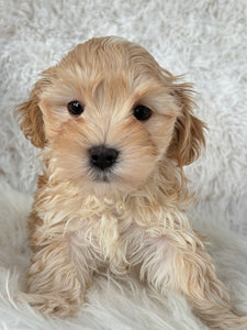 Nagano Male Toy Maltipoo