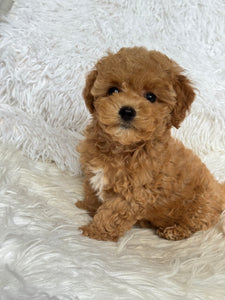 Chewie Male Toy Maltipoo