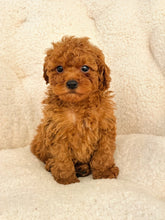 Charger l'image dans la galerie, Travis Male Mini Poodle (reserved)