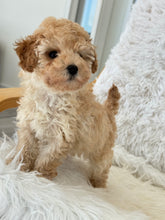 Cargar imagen en el visor de la galería, Layla Female Toy Poodle (Discounted)