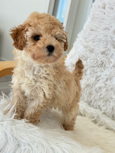 Layla Female Toy Poodle (Discounted)