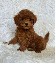 Load image into Gallery viewer, Theo Male Toy Poodle