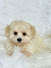 Cargar imagen en el visor de la galería, Dorothy Female Mini Maltipoo (Available for Guardianship)