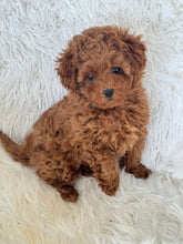 Load image into Gallery viewer, Yumi Female Teacup Poodle