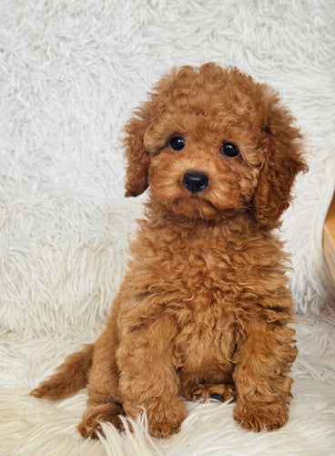 Penelope Female Toy Poodle