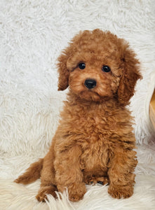 Penelope Female Toy Poodle