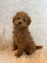 Load image into Gallery viewer, Ada Female Toy/Mini Poodle