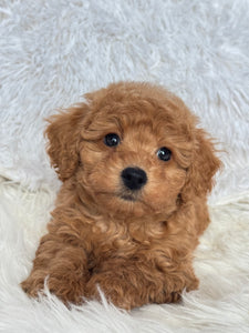 Ani Female Toy/Mini Poodle