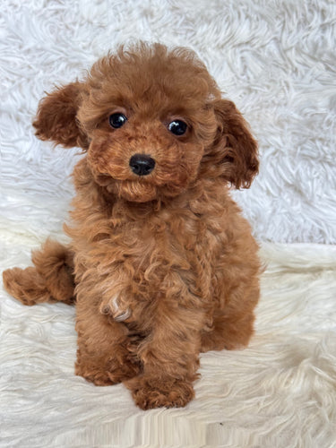 Faith Female Tiny Toy Poodle