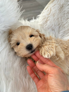 Nozawa Male Toy Maltipoo