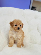 Load image into Gallery viewer, Luna Female Toy/Mini Poodle