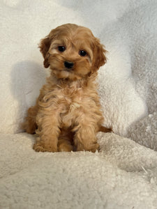 Ava Female Mini Cockapoo – Puppocino & Co.