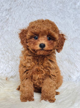 Load image into Gallery viewer, Sara Female Toy/Mini Poodle