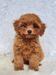 Sara Female Toy/Mini Poodle