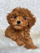 Load image into Gallery viewer, Penny Female Toy Poodle