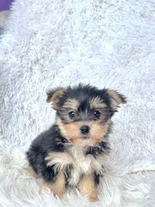 Winston Male Toy Morkie