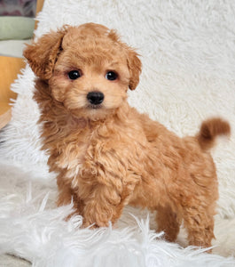 Will Male Toy Maltipoo