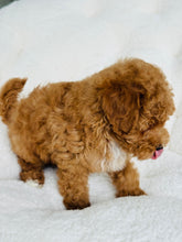 Load image into Gallery viewer, Scout Male Toy/Mini Poodle