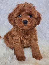 Load image into Gallery viewer, Maggie Female Mini Poodle