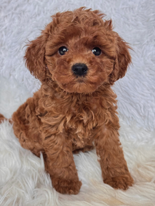 Maggie Female Mini Poodle