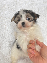 Load image into Gallery viewer, Keke Female Toy Morkie