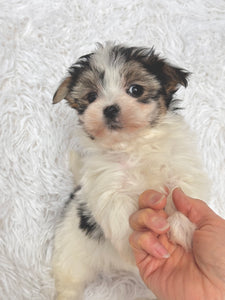 Keke Female Toy Morkie