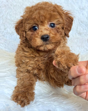 Load image into Gallery viewer, Pamela Female Toy/Mini Poodle