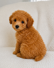 Cargar imagen en el visor de la galería, Riri Female Mini Poodle