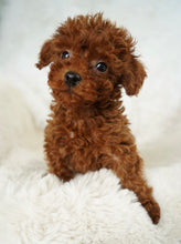 Load image into Gallery viewer, Momo Female Toy Poodle