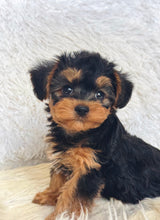 Load image into Gallery viewer, Pumpkin Male Toy Morkie