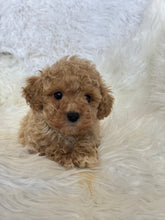 Load image into Gallery viewer, Goofy Male Toy Poodle
