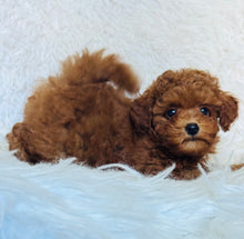 Load image into Gallery viewer, Rosie Female Toy Poodle