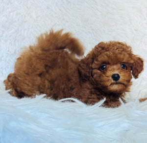 Rosie Female Toy Poodle