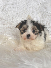 Load image into Gallery viewer, Keke Female Toy Morkie