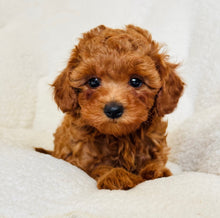 Charger l'image dans la galerie, Fern Female Toy/Mini Poodle