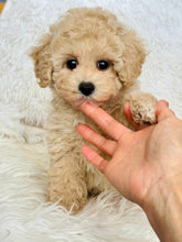 Load image into Gallery viewer, Nova Female Toy/Mini Maltipoo