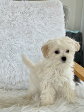 Load image into Gallery viewer, Maggie Female Toy Maltipoo