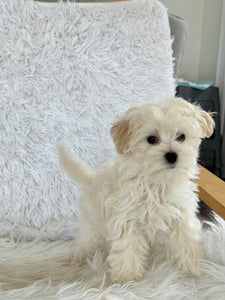 Maggie Female Toy Maltipoo