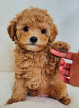 Charger l'image dans la galerie, Cooper Male Mini Poodle