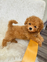 Load image into Gallery viewer, Winston Male Toy Poodle