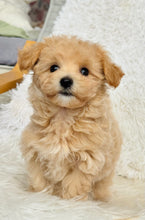 Load image into Gallery viewer, Freddie Male Toy Maltipoo
